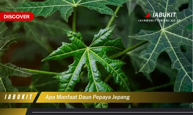 apa manfaat daun pepaya jepang