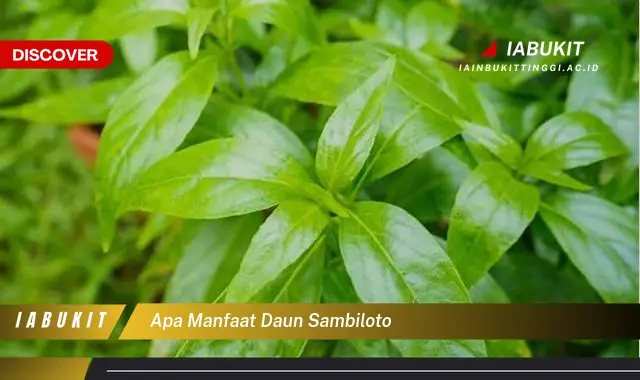 apa manfaat daun sambiloto