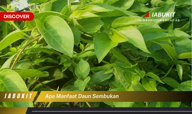 apa manfaat daun sembukan