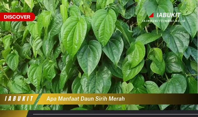 apa manfaat daun sirih merah