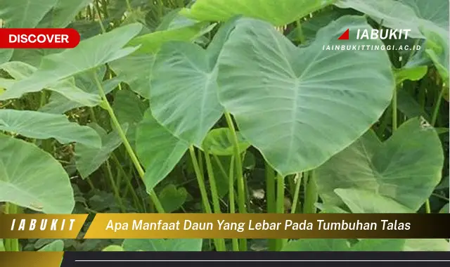 Bukan cuma daun pepaya, Ini dia 7 Manfaat daun talas yang Wajib Diketahui