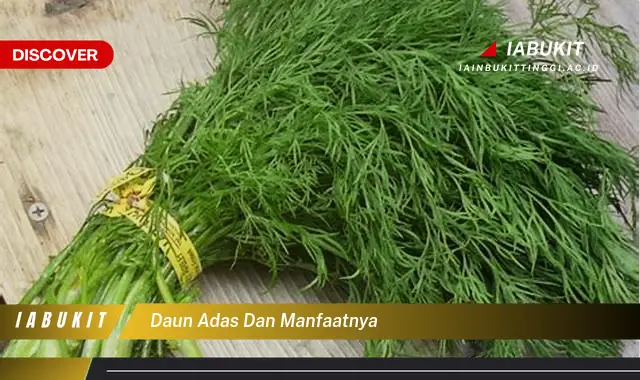 daun adas dan manfaatnya