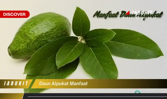 daun alpukat manfaat