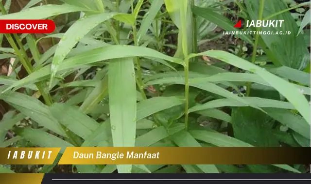 Bukan cuma daun seledri? Kamu Wajib Tahu 7 Manfaat Daun Bangle yang Bikin Penasaran