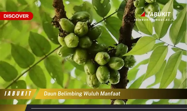 daun belimbing wuluh manfaat