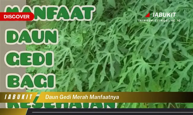 daun gedi merah manfaatnya