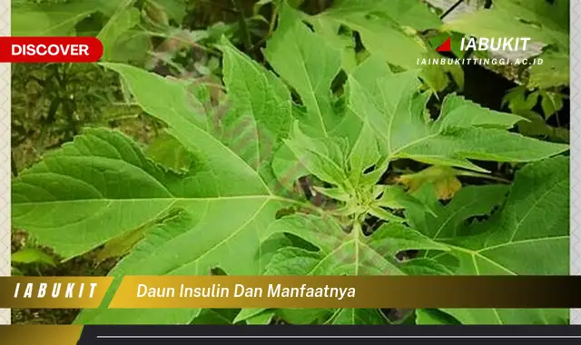 daun insulin dan manfaatnya