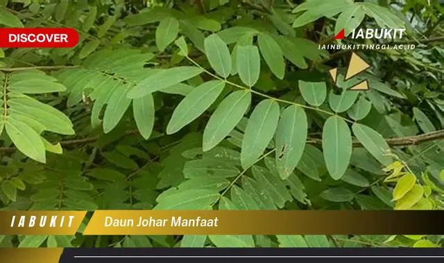 daun johar manfaat