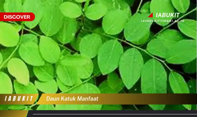 daun katuk manfaat