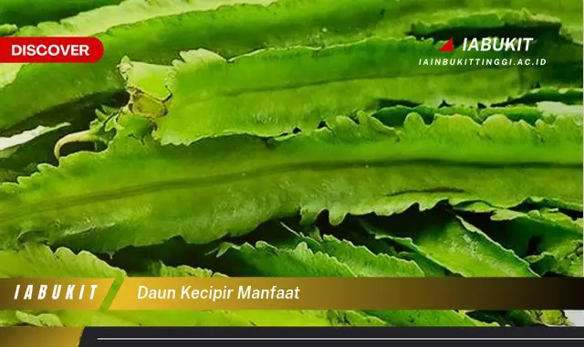 daun kecipir manfaat