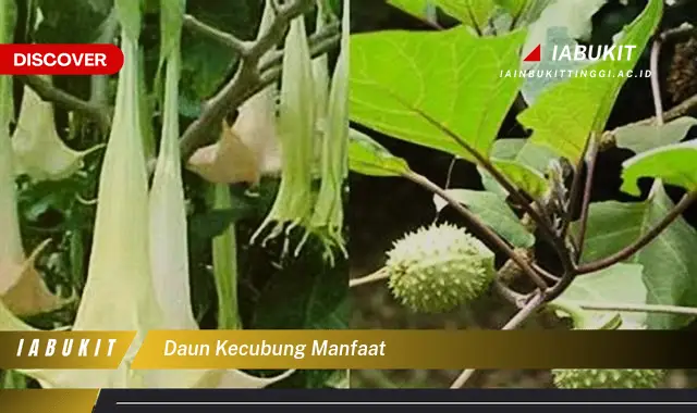 daun kecubung manfaat