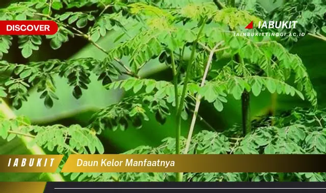 daun kelor manfaatnya