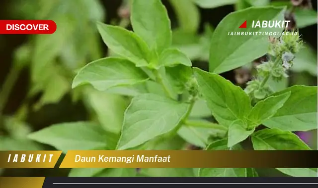 daun kemangi manfaat