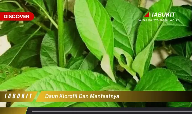 daun klorofil dan manfaatnya