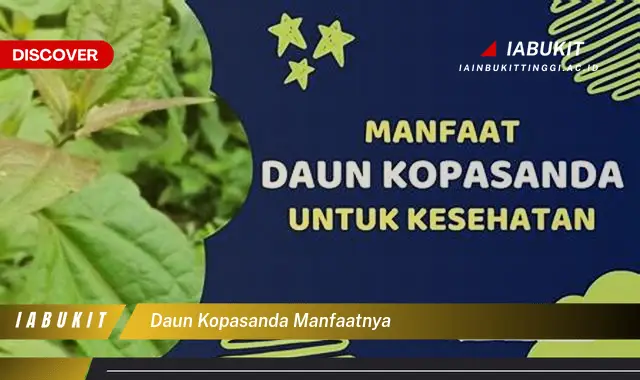 daun kopasanda manfaatnya