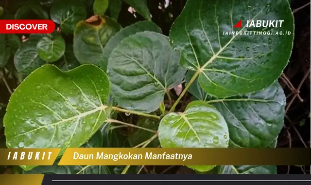 daun mangkokan manfaatnya