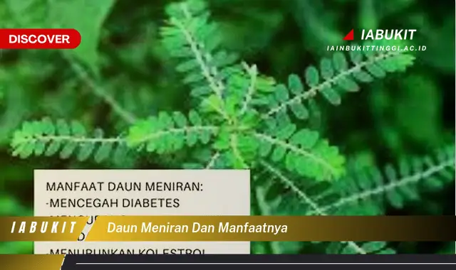 daun meniran dan manfaatnya