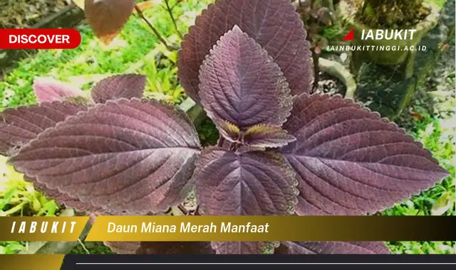 daun miana merah manfaat