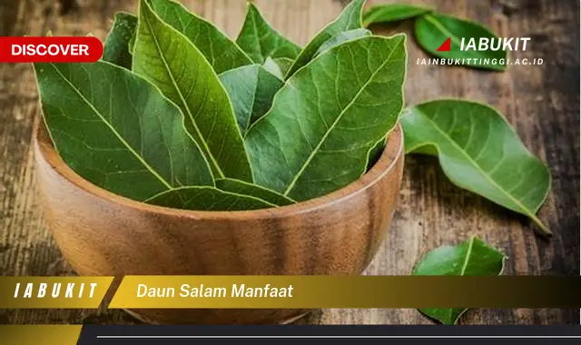 daun salam manfaat