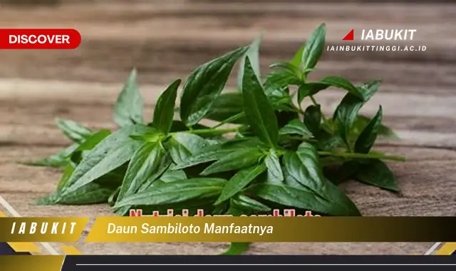 daun sambiloto manfaatnya