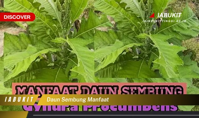 daun sembung manfaat