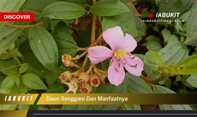 daun senggani dan manfaatnya