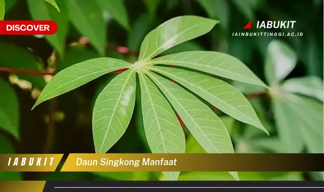 daun singkong manfaat