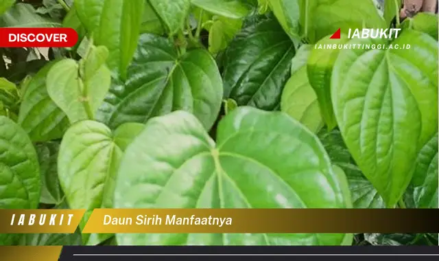 daun sirih manfaatnya