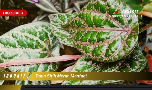 daun sirih merah manfaat