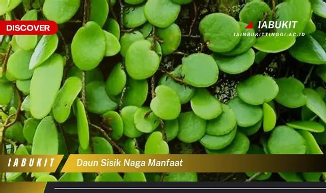 daun sisik naga manfaat