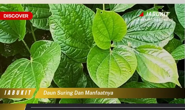 daun suring dan manfaatnya