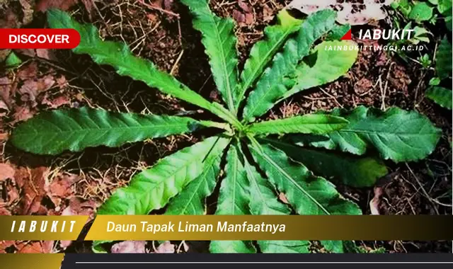 daun tapak liman manfaatnya