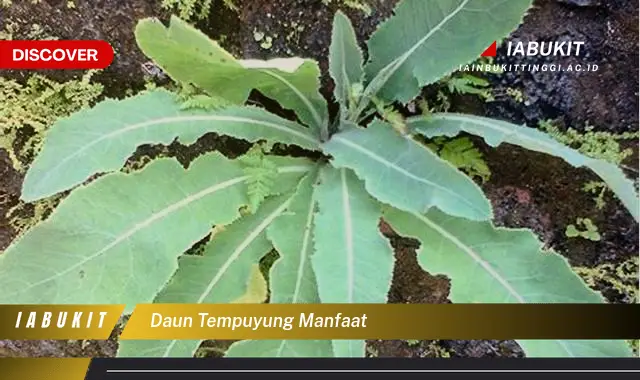 daun tempuyung manfaat