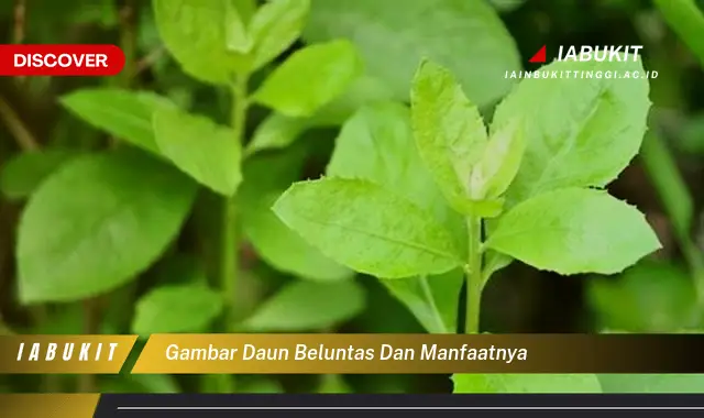 gambar daun beluntas dan manfaatnya