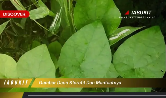 gambar daun klorofil dan manfaatnya