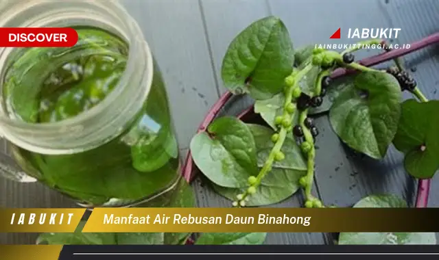 manfaat air rebusan daun binahong