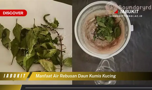 manfaat air rebusan daun kumis kucing