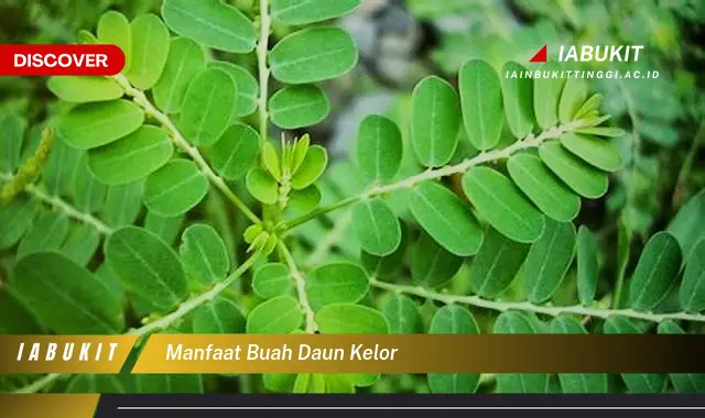 manfaat buah daun kelor