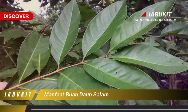 manfaat buah daun salam