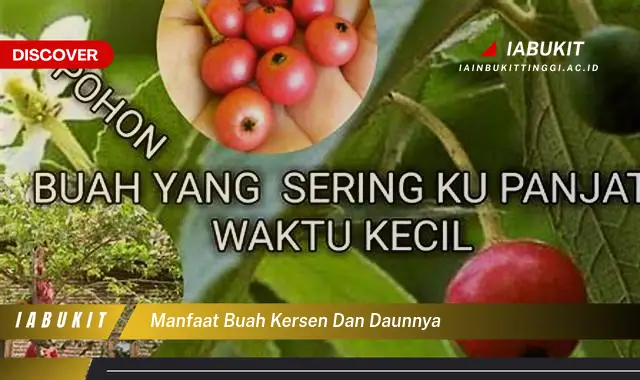 manfaat buah kersen dan daunnya