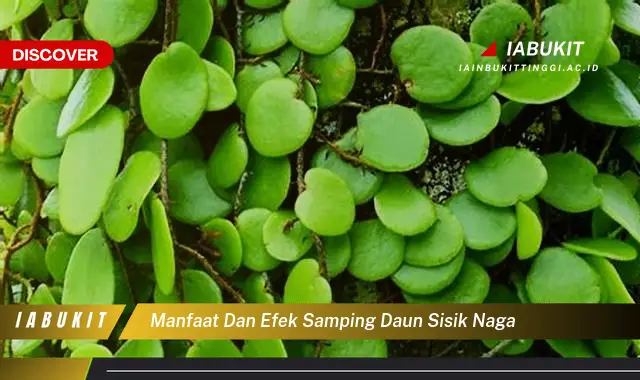 manfaat dan efek samping daun sisik naga