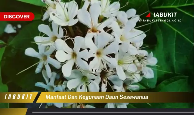 manfaat dan kegunaan daun sesewanua