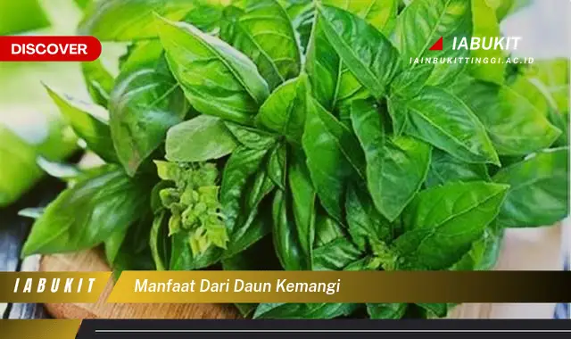 manfaat dari daun kemangi