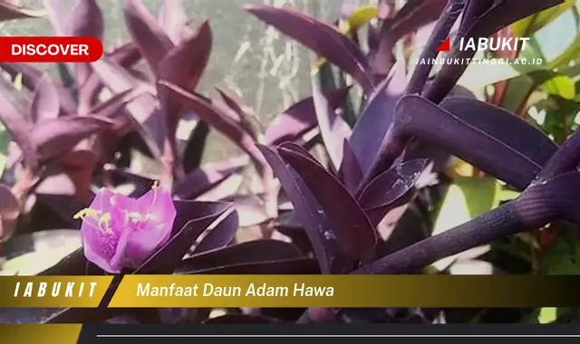 manfaat daun adam hawa