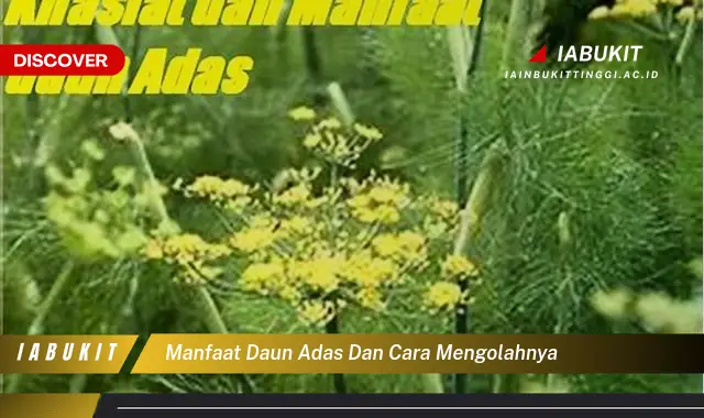 manfaat daun adas dan cara mengolahnya