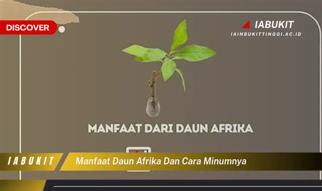 manfaat daun afrika dan cara minumnya