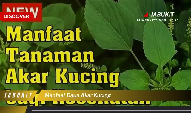 manfaat daun akar kucing