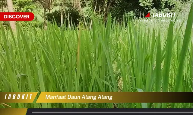 manfaat daun alang alang