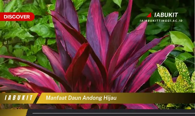 manfaat daun andong hijau