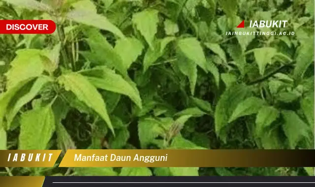 manfaat daun angguni